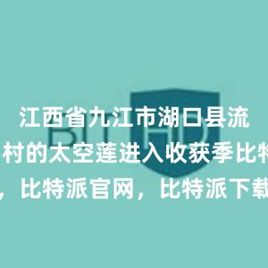 江西省九江市湖口县流泗镇红星村的太空莲进入收获季比特派钱包，比特派官网，比特派下载，比特派，比特派多链支持